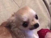 Cutest Dog Video