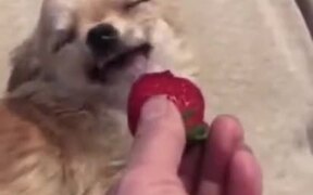 Cutest Dog Video - Animals - VIDEOTIME.COM