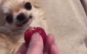 Cutest Dog Video - Animals - VIDEOTIME.COM