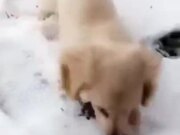 Puppy Too Happy In The Snow