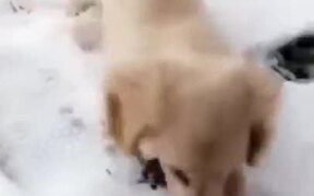 Puppy Too Happy In The Snow - Animals - VIDEOTIME.COM