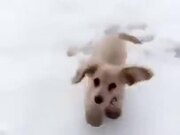 Puppy Too Happy In The Snow