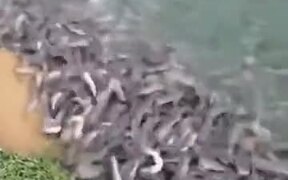 When You Feed Hungry Fishes - Animals - VIDEOTIME.COM