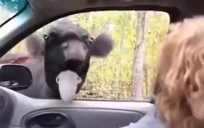 A Calf Showing In Search Of Love - Animals - VIDEOTIME.COM