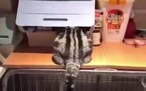 Never Disturb A Cat When Found Like This - Animals - VIDEOTIME.COM