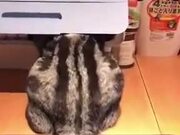 Never Disturb A Cat When Found Like This