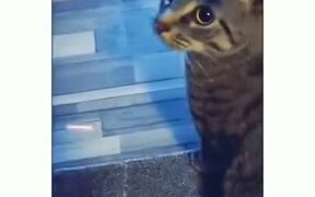 Cat-Speed Vs Laser - Animals - VIDEOTIME.COM