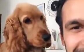 When Your Dog Wants Your Full Attention - Animals - VIDEOTIME.COM