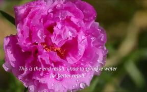 Portulaca Grandiflora Blossom Timelapse - Fun - VIDEOTIME.COM