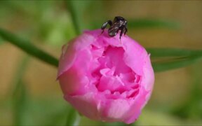 Portulaca Grandiflora Blossom Timelapse - Fun - VIDEOTIME.COM
