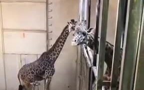 Captive Baby Giraffe Meeting Its Father - Animals - VIDEOTIME.COM