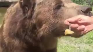 Brave Man Feeding Honey To Bears