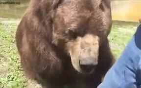 Brave Man Feeding Honey To Bears - Animals - VIDEOTIME.COM