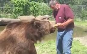 Brave Man Feeding Honey To Bears - Animals - VIDEOTIME.COM