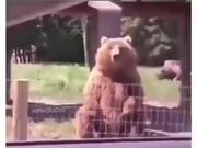 Friendliest Bear Ever