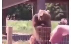 Friendliest Bear Ever - Animals - VIDEOTIME.COM