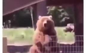 Friendliest Bear Ever - Animals - VIDEOTIME.COM