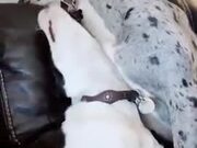 When Great Dane Decides To Play