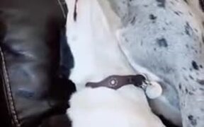 When Great Dane Decides To Play - Animals - VIDEOTIME.COM
