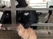 Cows Love Cat