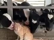 Cows Love Cat