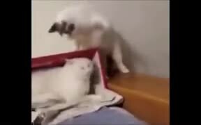 Mean Cat Slapping Hard - Animals - VIDEOTIME.COM