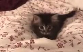 A Restless Cute Kitten - Animals - VIDEOTIME.COM
