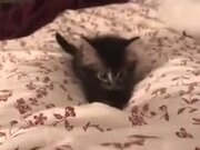 A Restless Cute Kitten