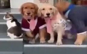 Dog Dragging Cat For A Family Photo - Animals - VIDEOTIME.COM