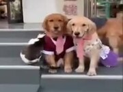 Dog Dragging Cat For A Family Photo