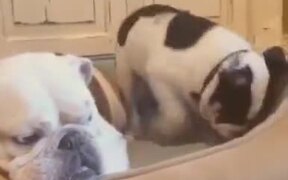 Bulldog Doesn't Like Commotion - Animals - VIDEOTIME.COM