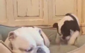 Bulldog Doesn't Like Commotion - Animals - VIDEOTIME.COM