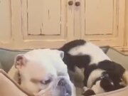 Bulldog Doesn't Like Commotion