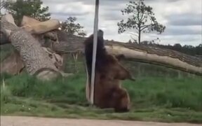 Bear Enjoying A Street Pole - Animals - VIDEOTIME.COM