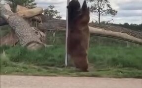 Bear Enjoying A Street Pole