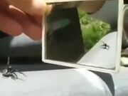 Fooling A Spider Using A Mirror