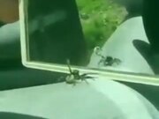 Fooling A Spider Using A Mirror
