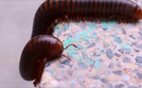 Millipedes Macro Video