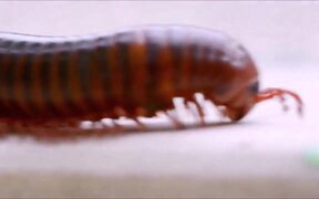 Millipedes Macro Video