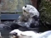 Otter Enjoying Water