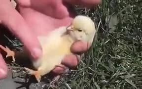 How To Make A Chick Sleep - Animals - VIDEOTIME.COM