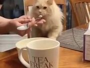 Cat's Epic Reaction To Ice-Cream