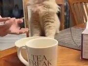 Cat's Epic Reaction To Ice-Cream