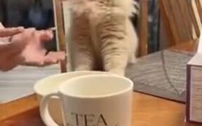 Cat's Epic Reaction To Ice-Cream - Animals - VIDEOTIME.COM