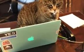 The Problem Of Working From Home - Animals - VIDEOTIME.COM