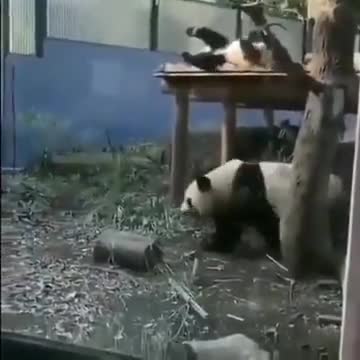 Pandas Are Easily Startled