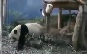 Pandas Are Easily Startled - Animals - VIDEOTIME.COM