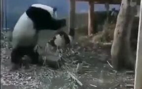 Pandas Are Easily Startled - Animals - VIDEOTIME.COM