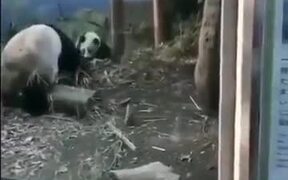 Pandas Are Easily Startled - Animals - Videotime.com