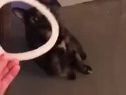 How To Make A Cat Chase Her Tail